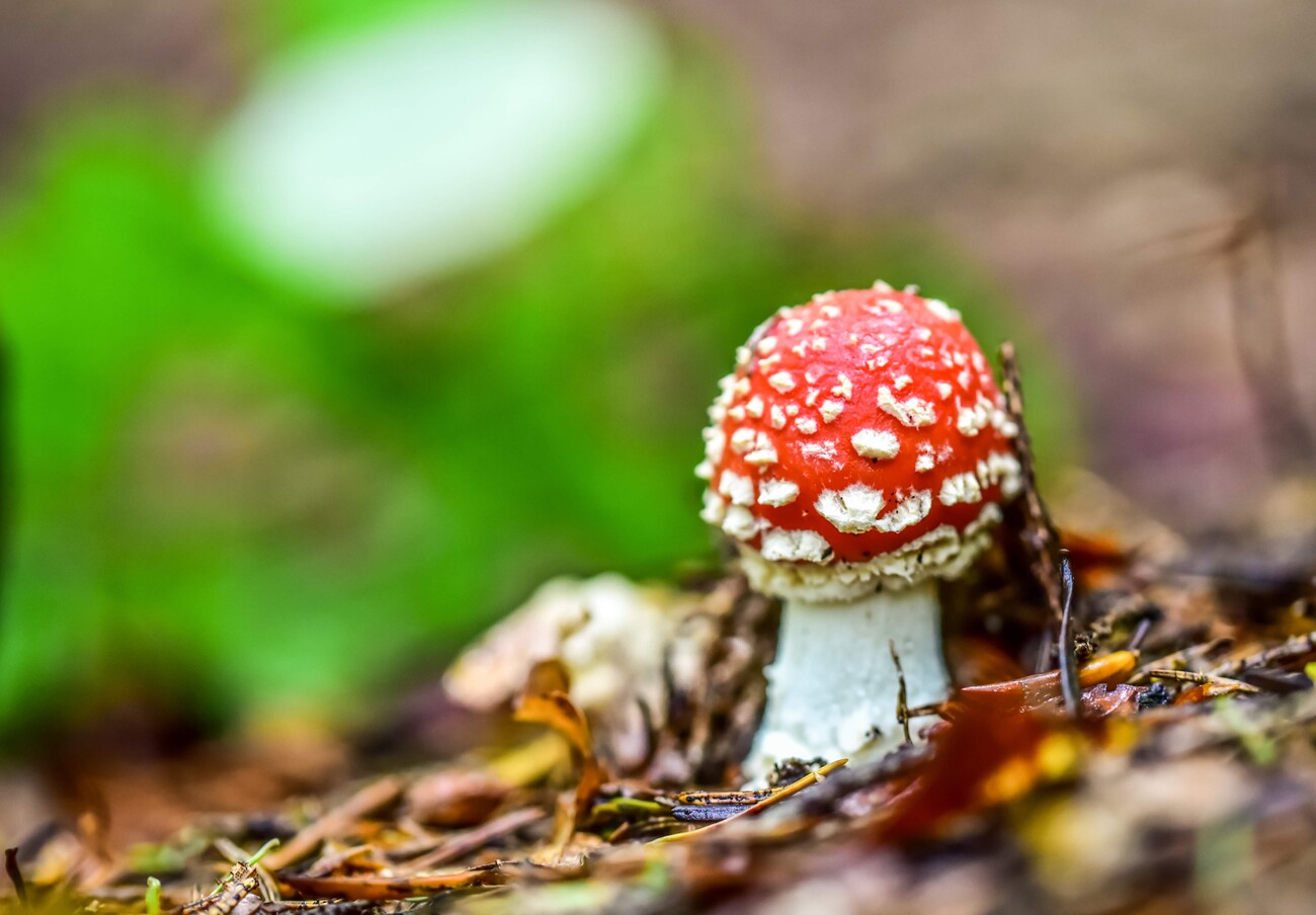 Exploring the Enchanting World of Top-Rated Amanita Muscaria Gummies