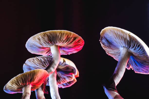 Exploring the World of Mushroom Gummy Brands: A Delectable Journey into Wellness